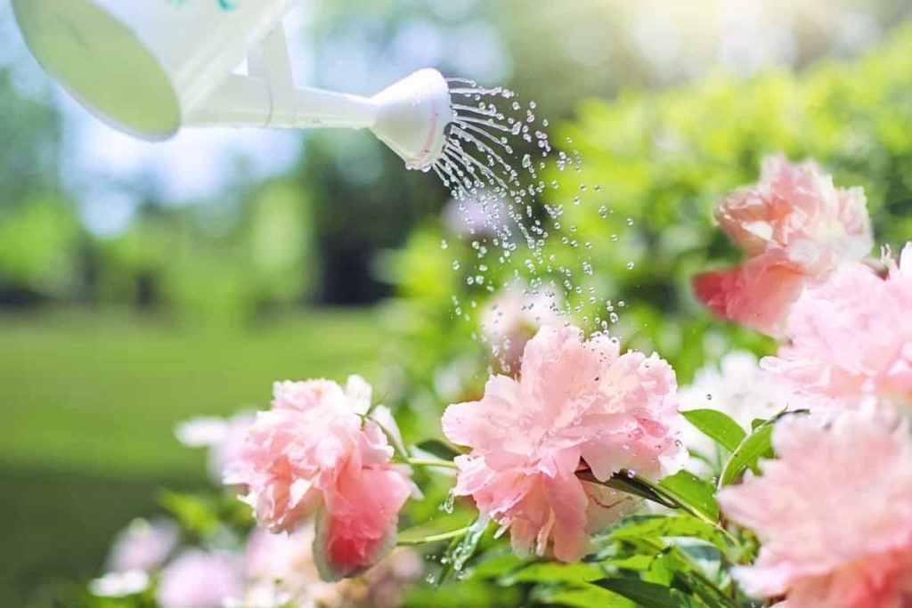 Watering Flowers in Summer