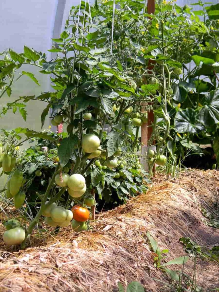 Greenhouse Tomato Plant