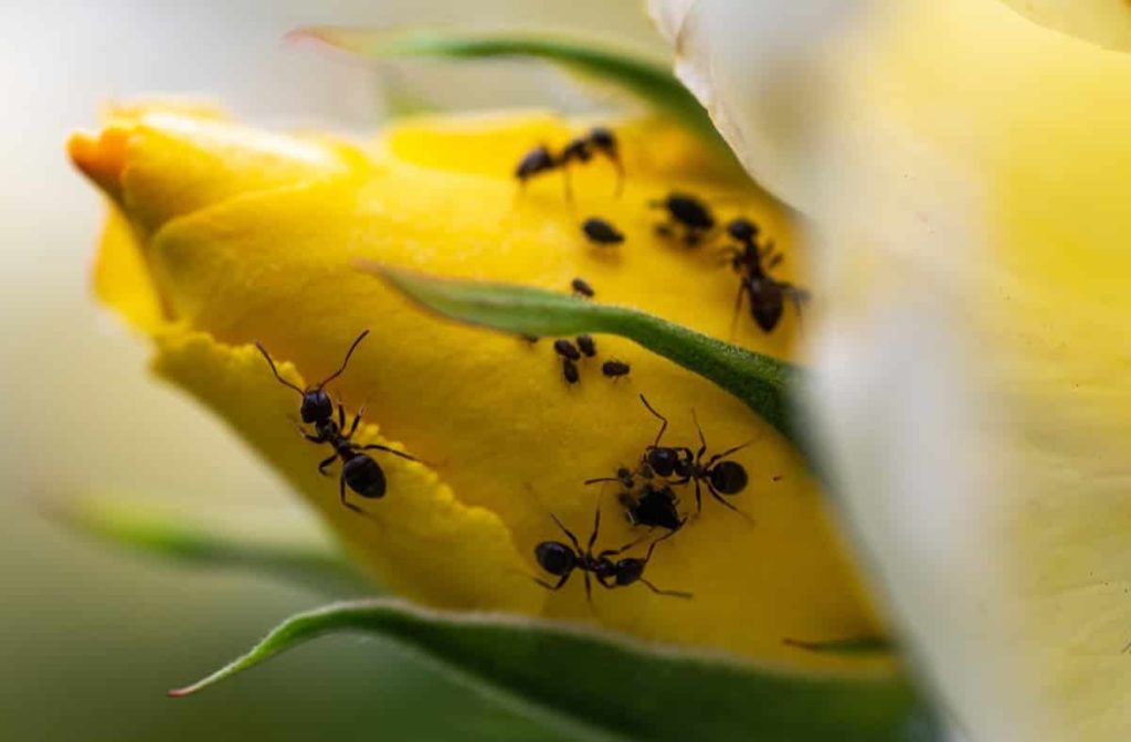 Ants on Flower