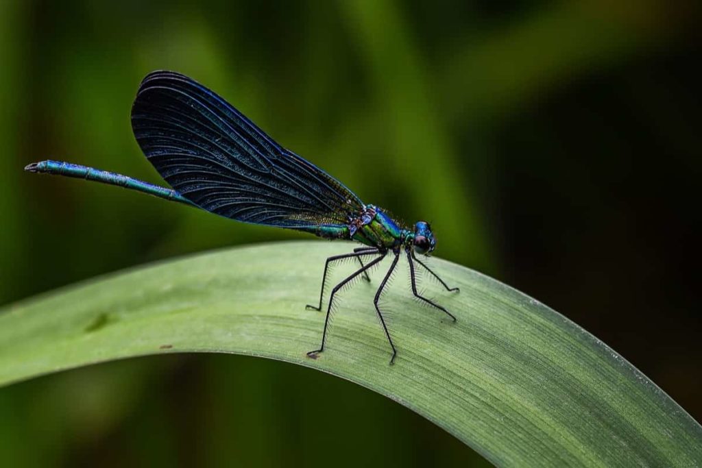 How to Attract Dragonflies to Your Garden