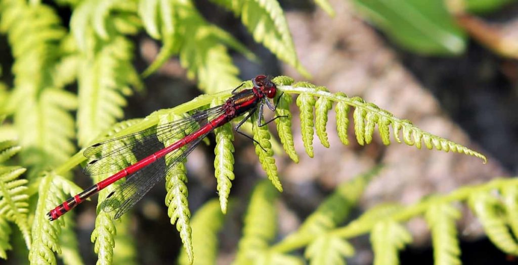 Dragonfly in Garden