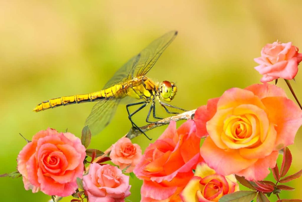 Dragonfly in the Garden