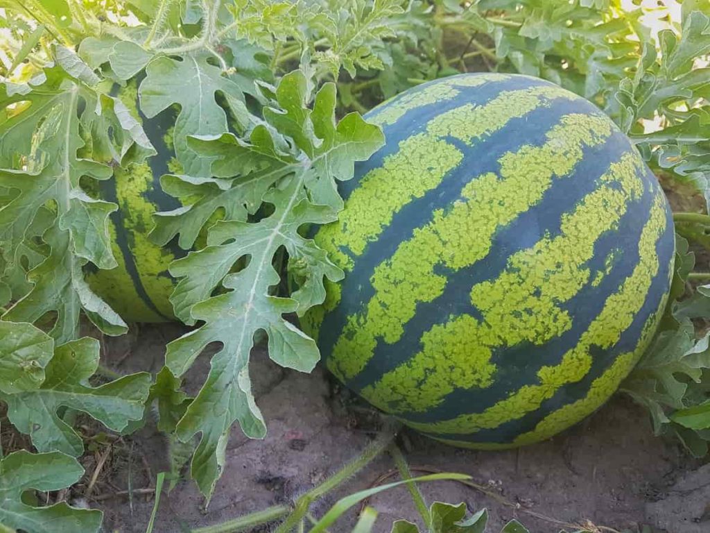Image of Blood meal fertilizer for watermelon