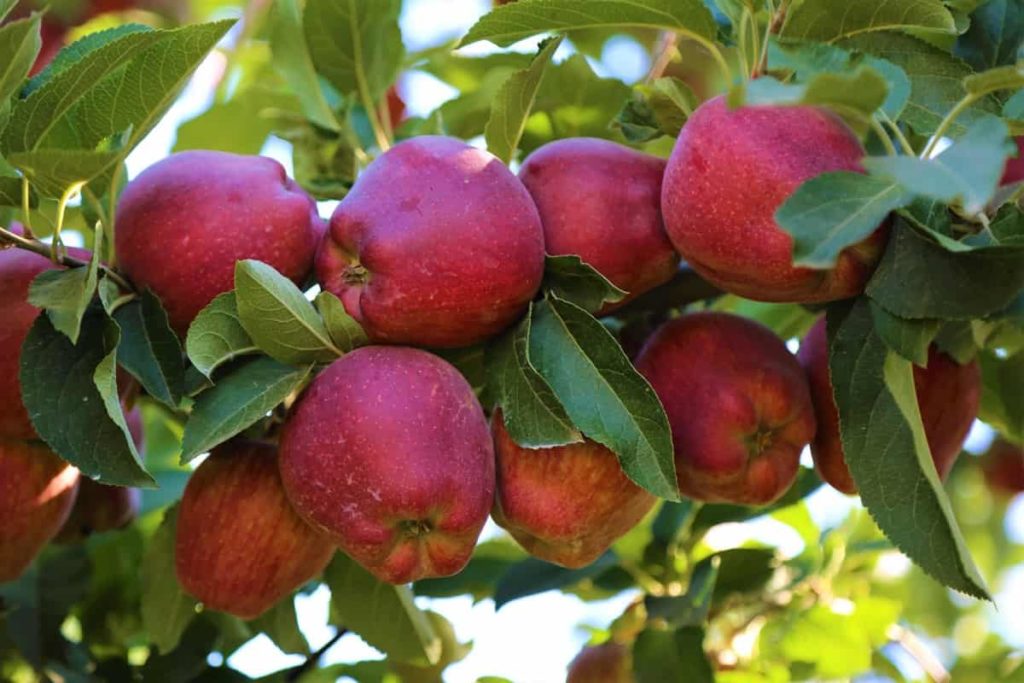 Steps To Boost Your Apple Fruit Yield