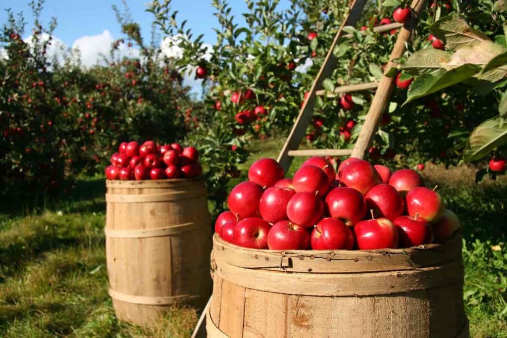 Harvesting Apple
