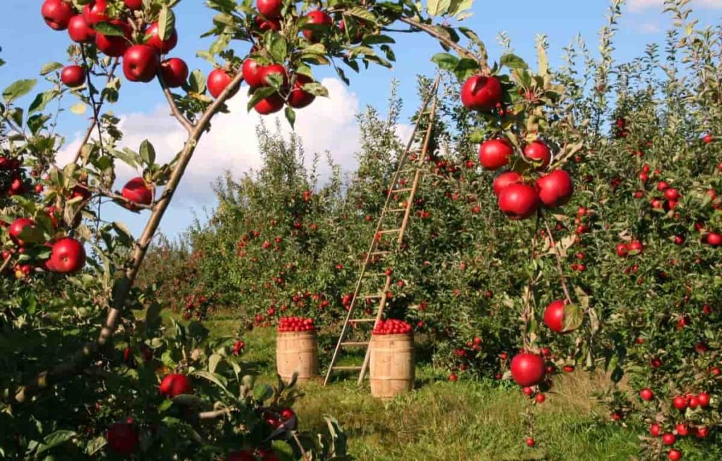 Apple Plantation