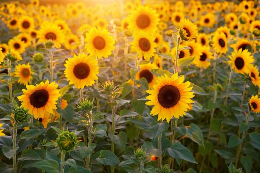 Top 25 Steps to Boost Sunflower Yield