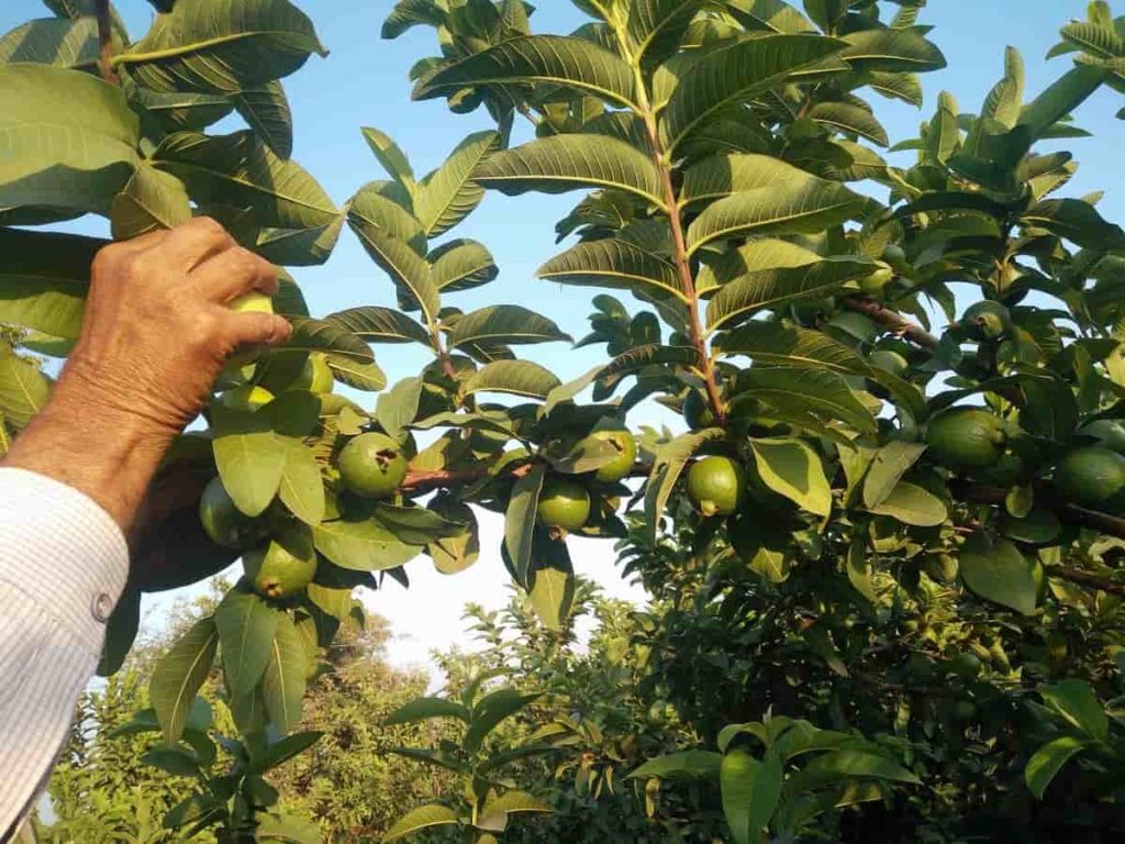 Steps to Boost Your Guava Fruit Yield