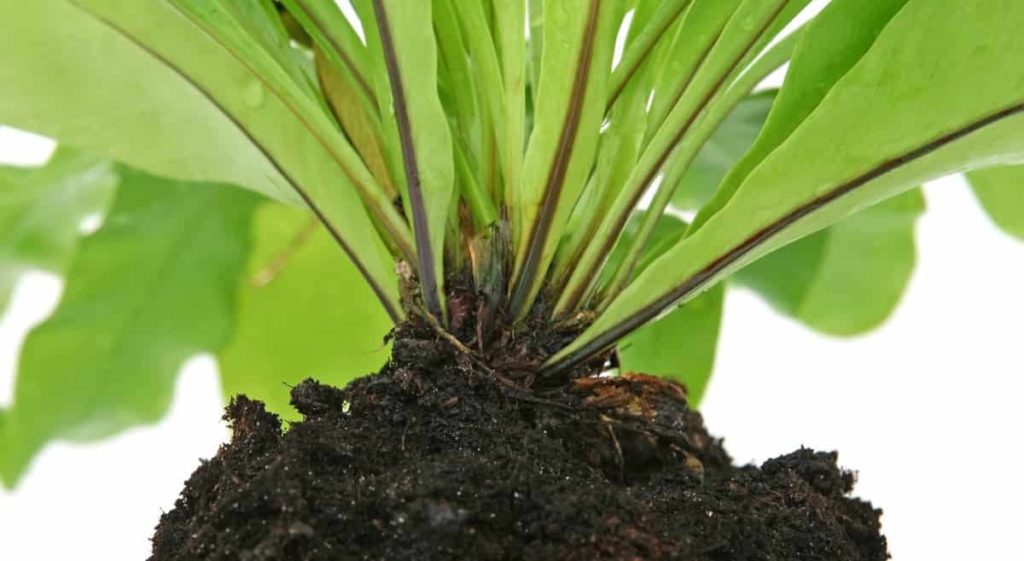 Plant Root