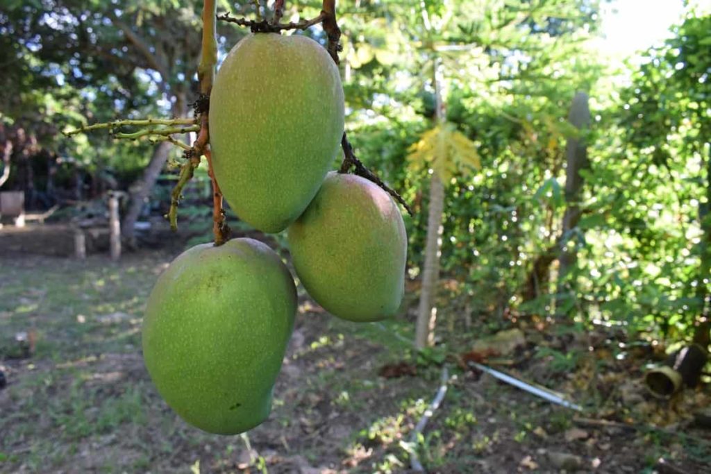 Fertilizer Management in Mango
