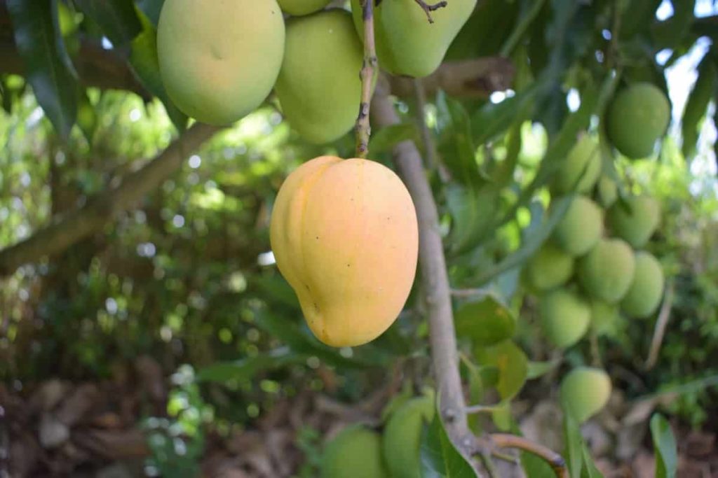Harvesting Mango