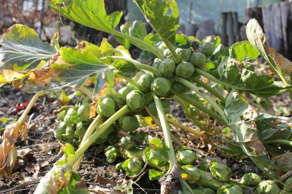 Best Fertilizer for Brussels Sprouts