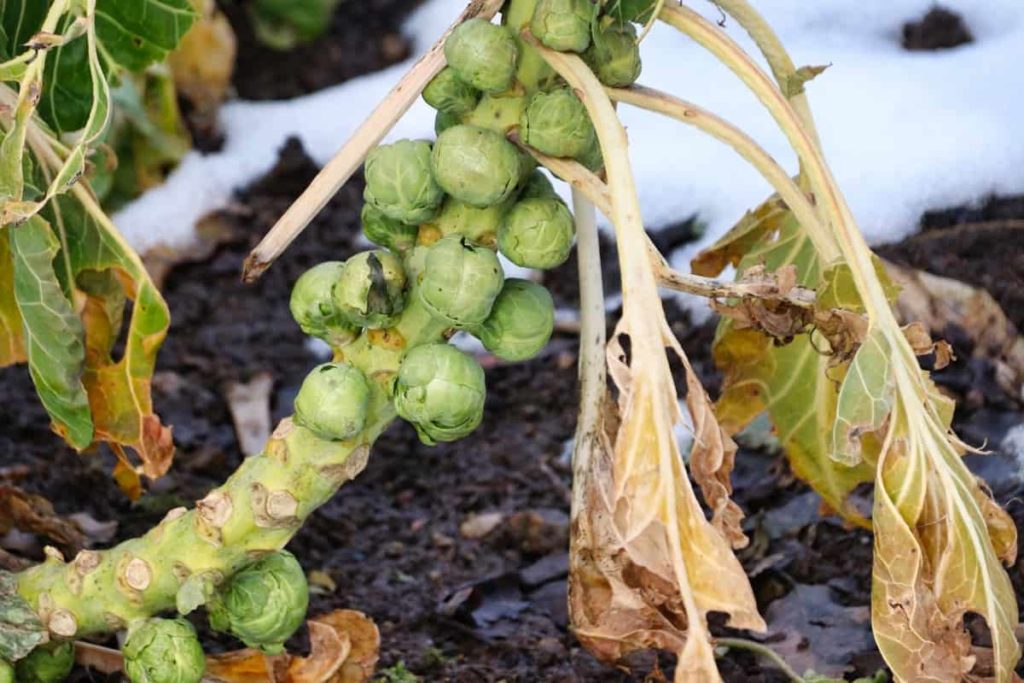 Brussels Sprouts Plant