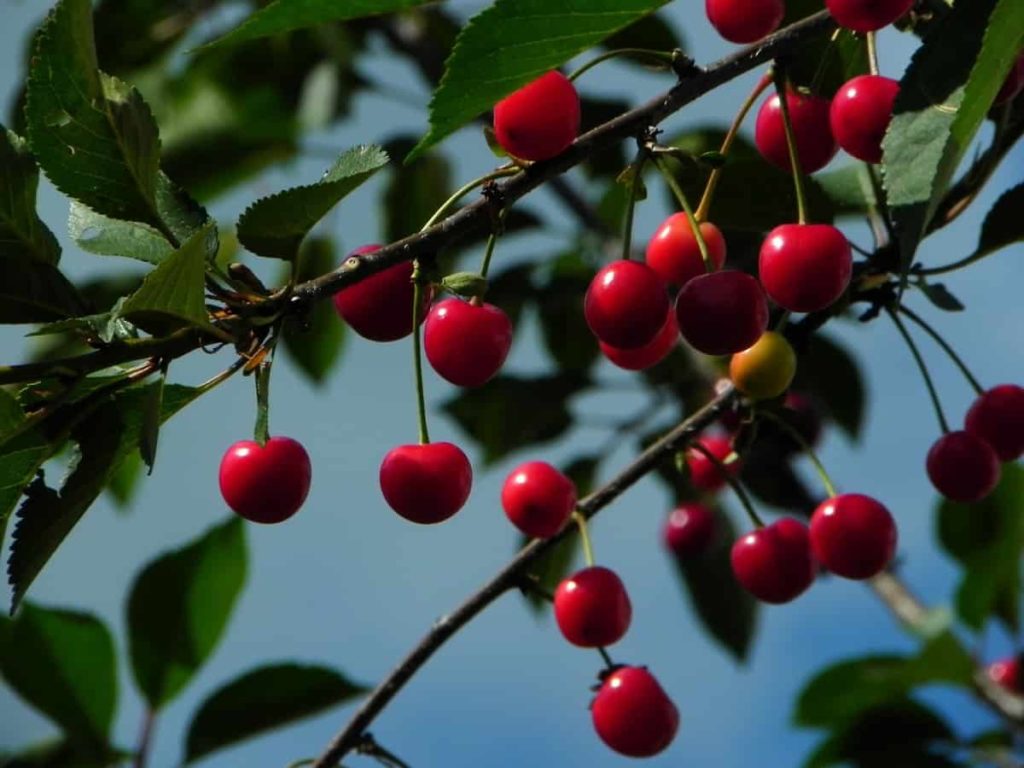 Best Fertilizer for Cherry Trees