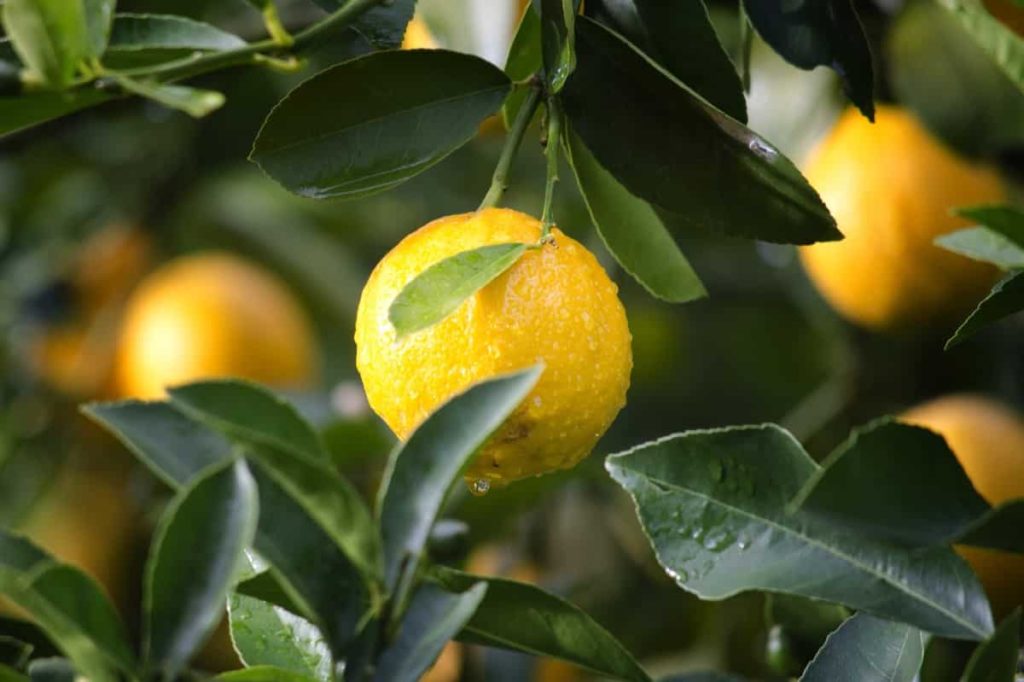 Best Fertilizer for Citrus Tree