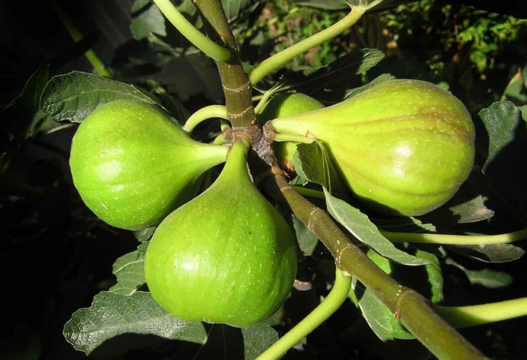 Best Fertilizer for Fig trees/Anjeer