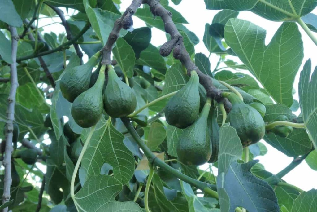 Fig trees