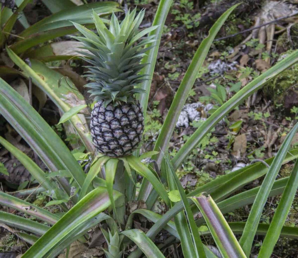 Best Fertilizer for Pineapple Plants
