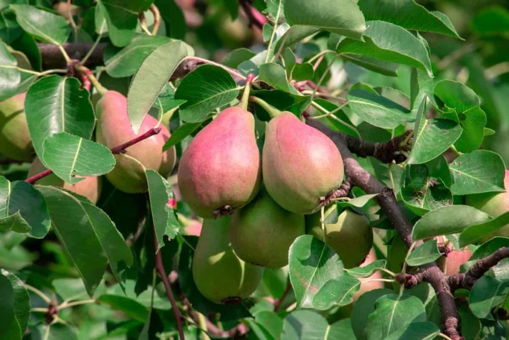 Best Fertilizers for Pear Trees