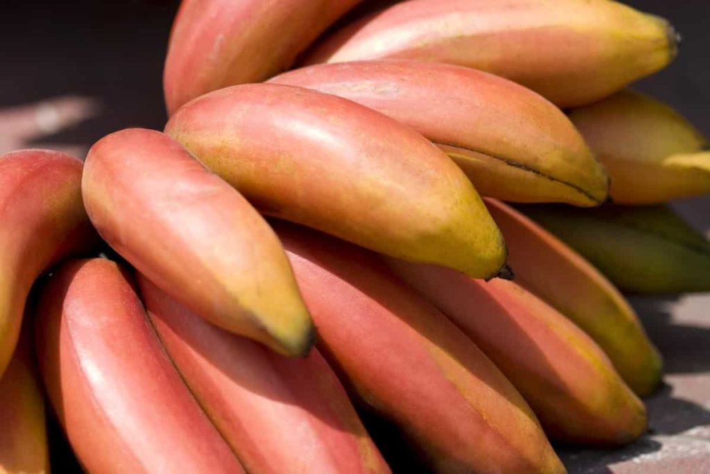 Guide to Growing Red Banana in Home Garden