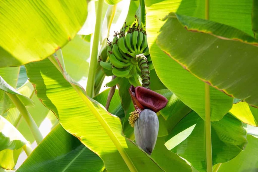 Growing Banana at Home