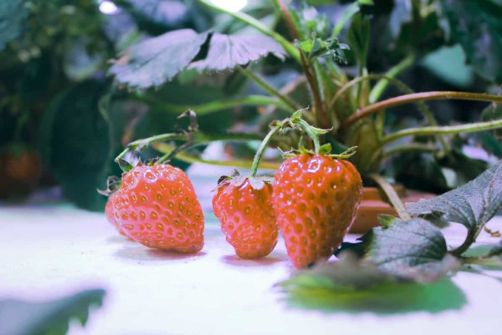 Hydroponic Strawberry
