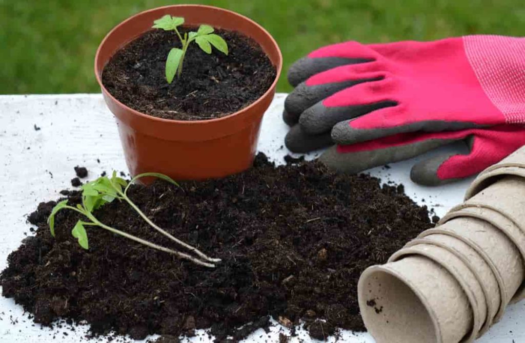 Top Miracle Grow Tips for Your Garden Plants