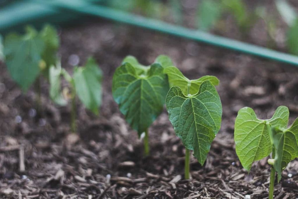 How to Prepare Garden Beds for Vegetables