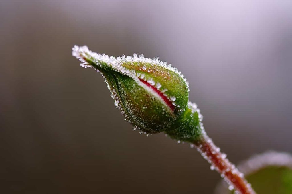 Top 10 Tips to Protect Plants from Frost