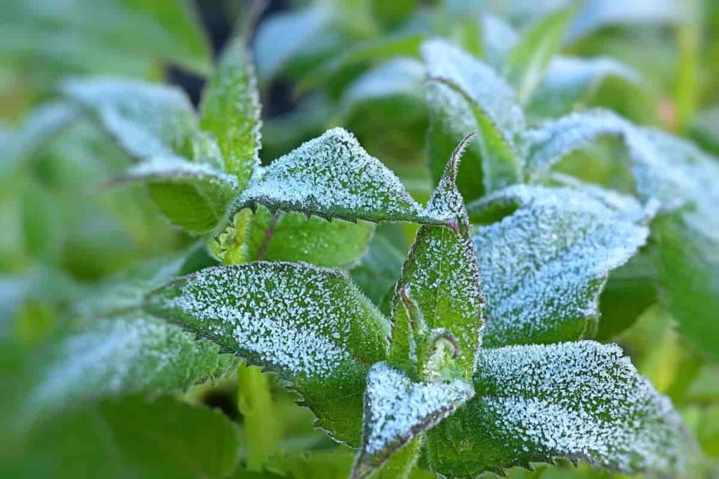Frosted Plants