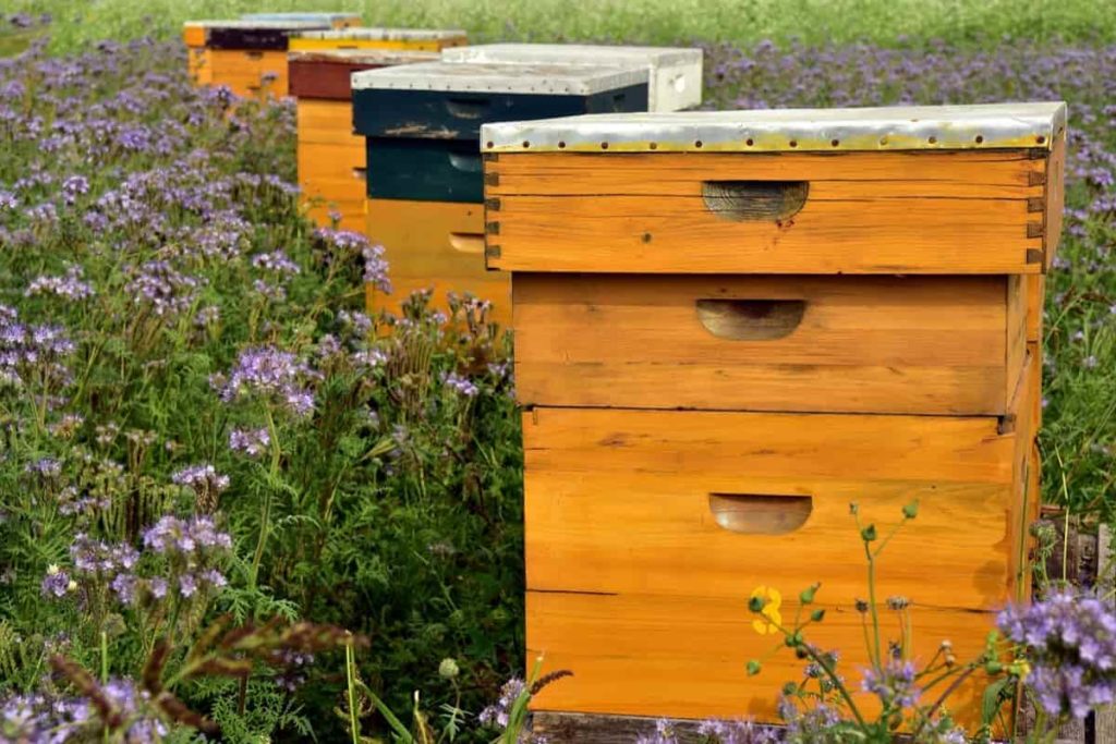 How to Start Beekeeping from Scratch in the Backyard at Home?