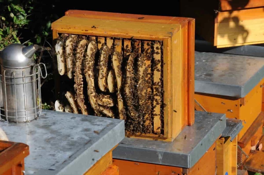 Start Beekeeping6