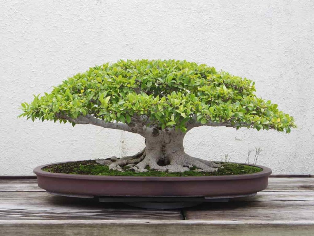 Small Bonsai Plant