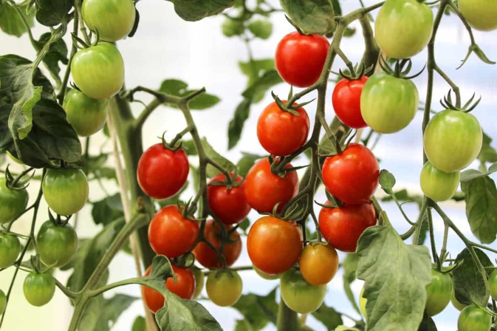 Best Tomato Varieties in India