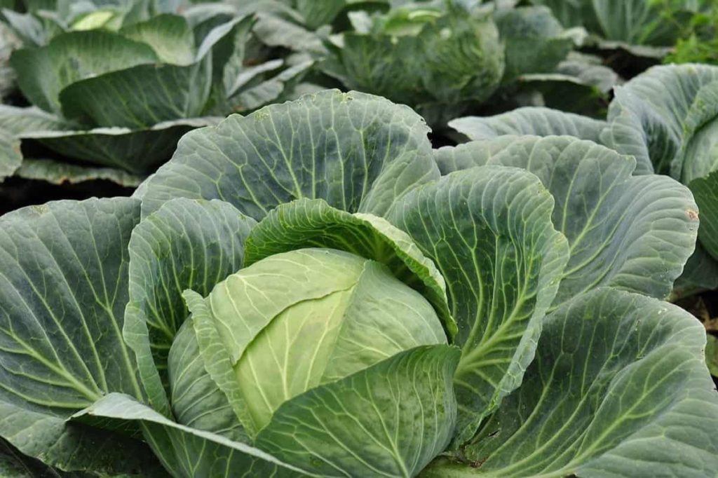 20 Common Cabbage Plant Problems