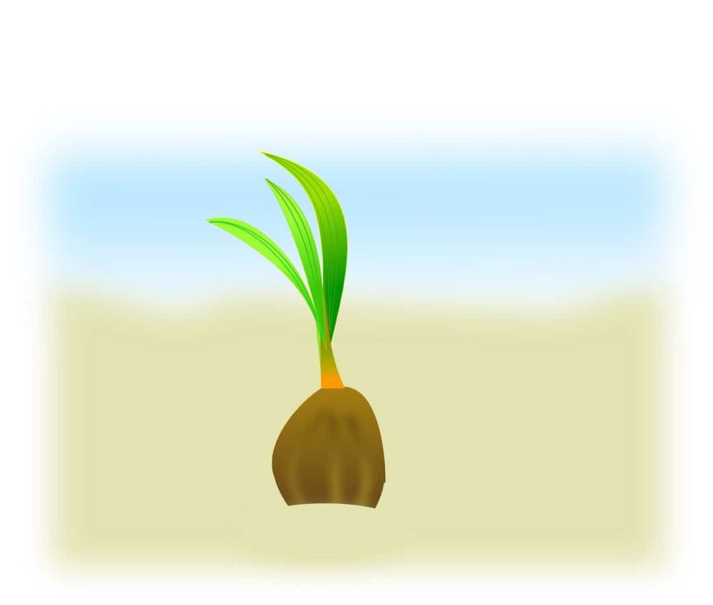 Grow Coconut from Seed