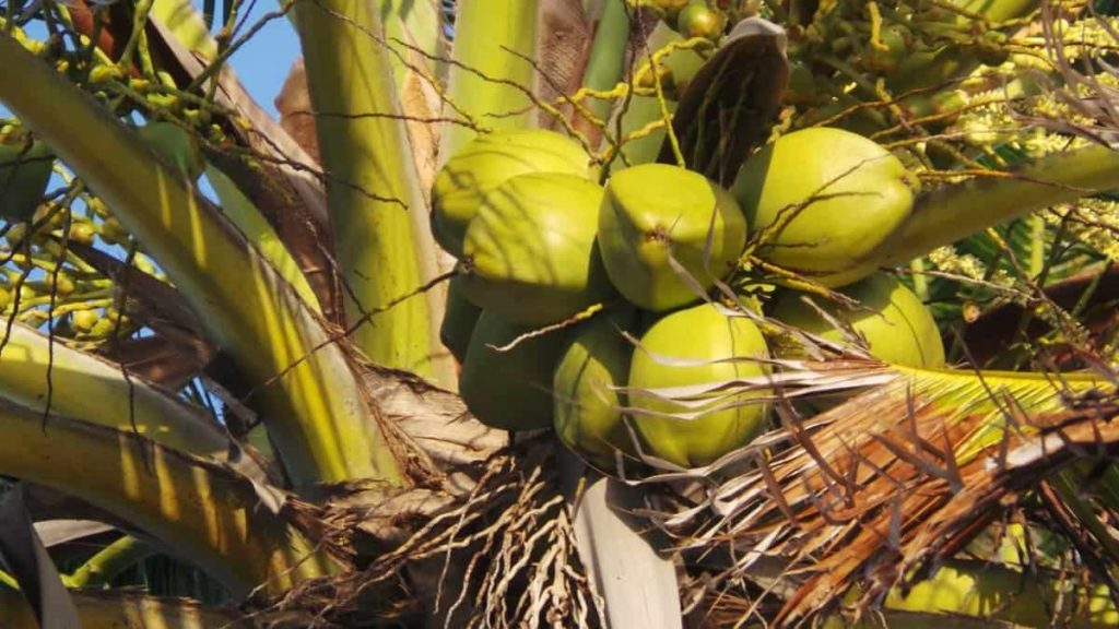 How to Grow Coconut from Seed at Home