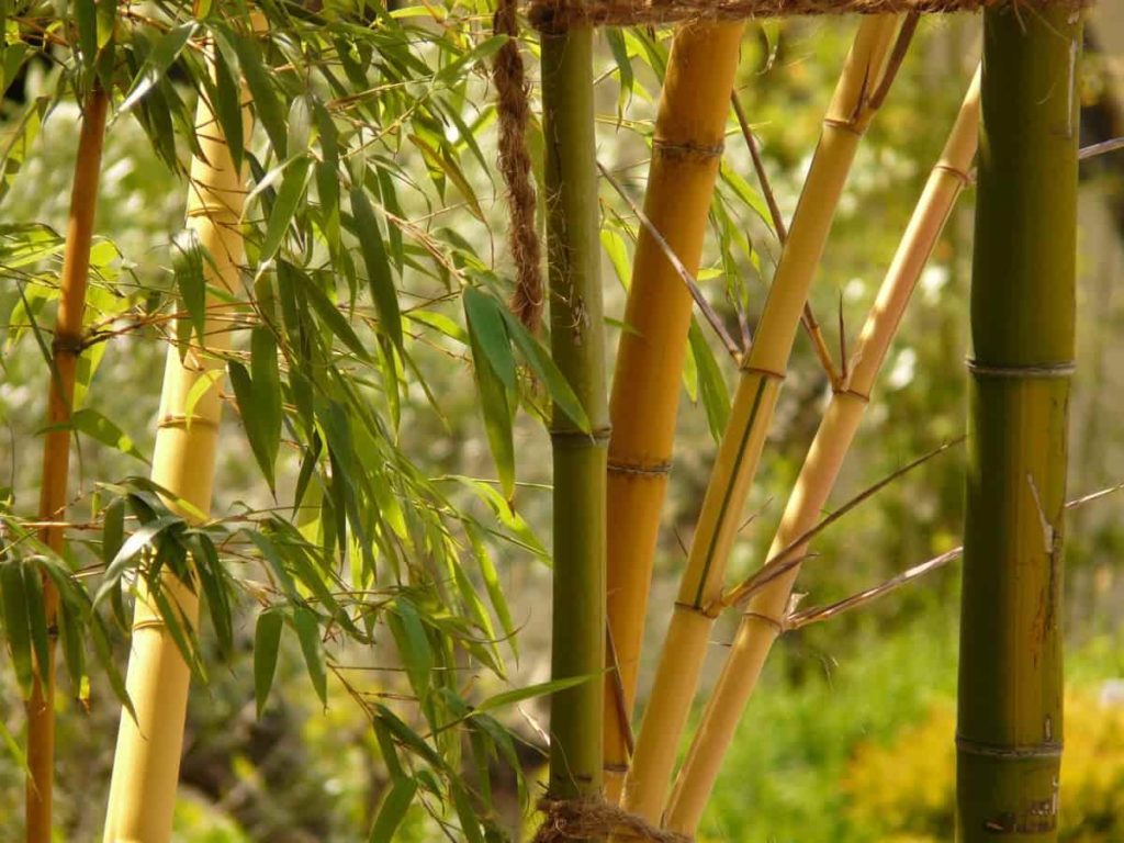 Best Fertilizer for Bamboo