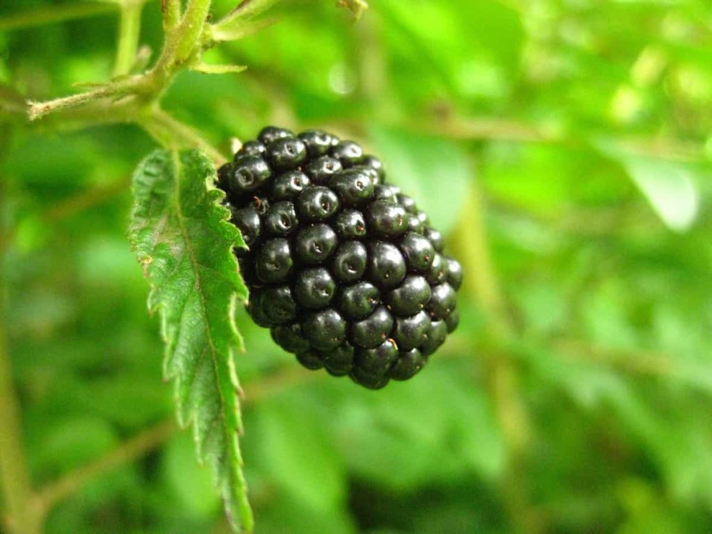 Best Fertilizer for Blackberries