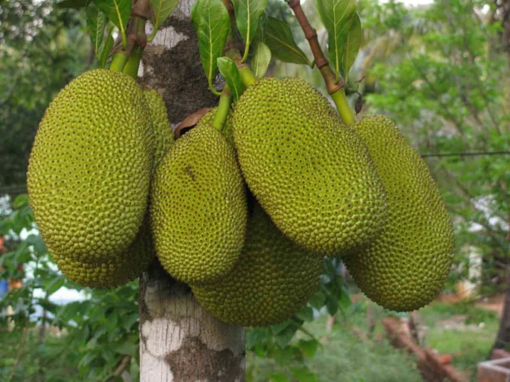 Best Fertilizer for Jackfruit Tree