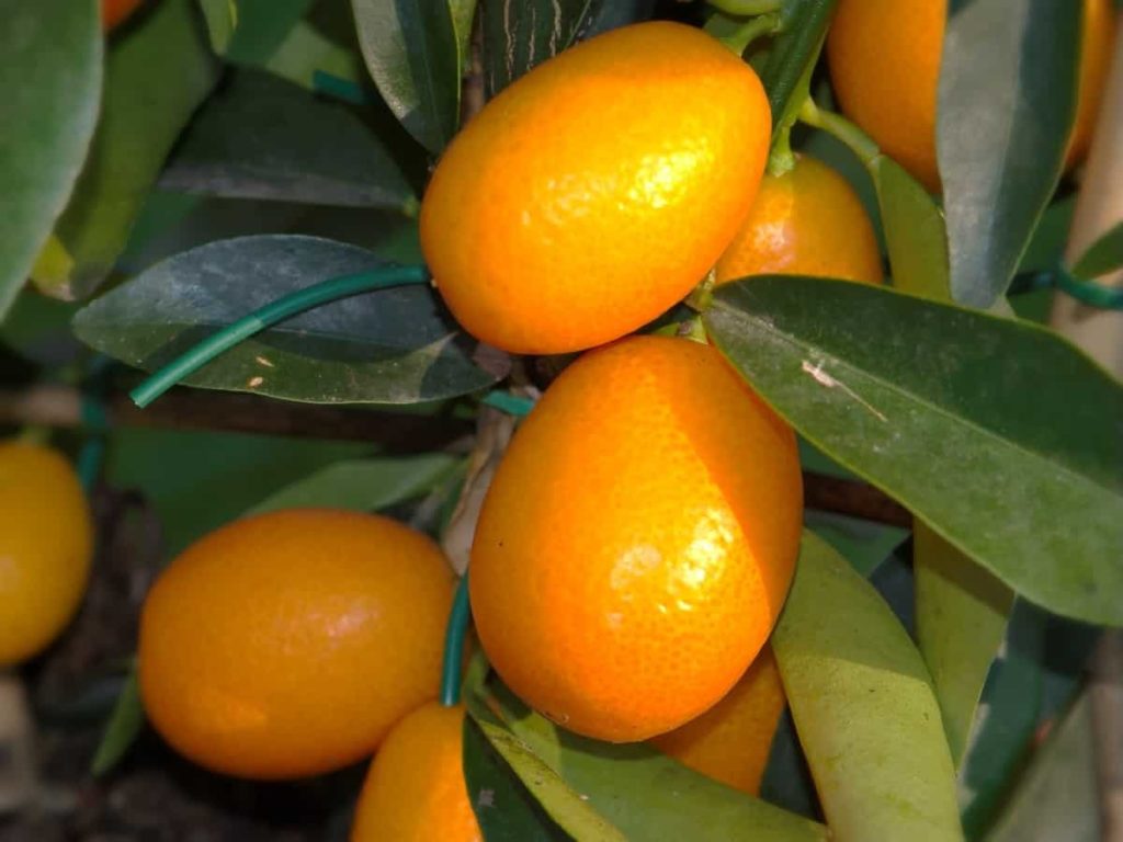 Best Fertilizer for Kumquat Tree