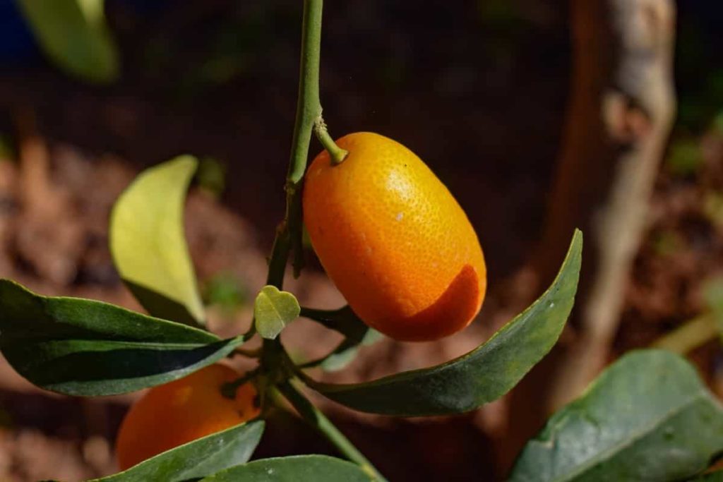 Kumquat Plant