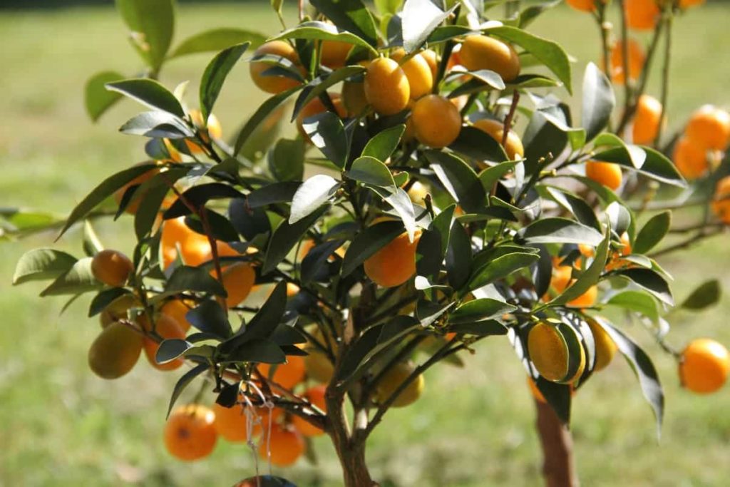 Kumquat Farm