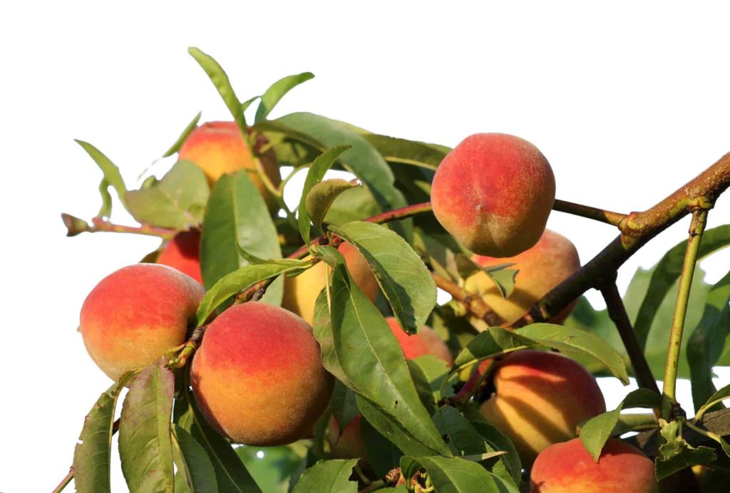 Peach Fruits
