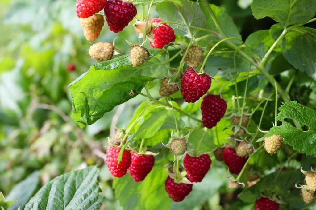 Best Fertilizer for Raspberry Plants