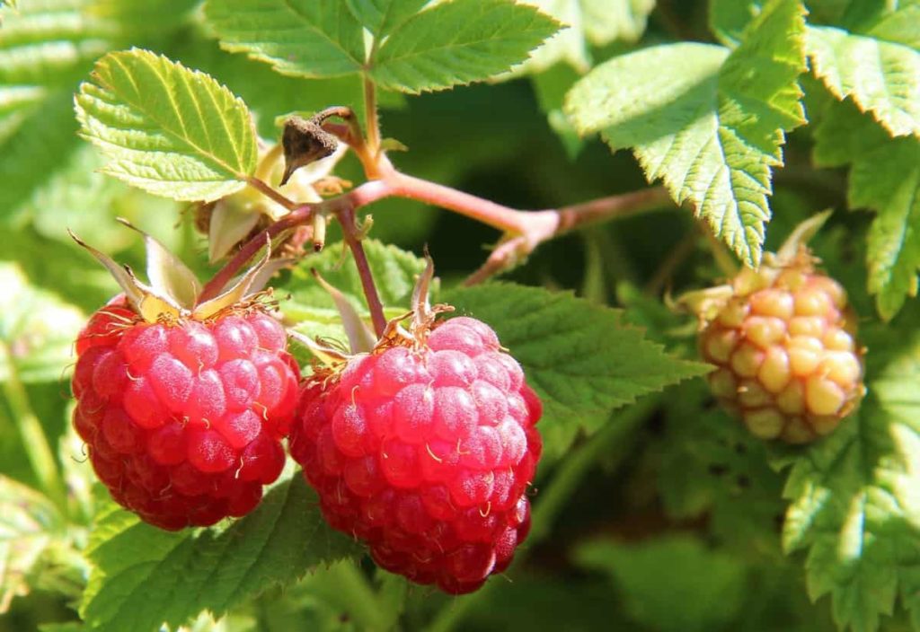 \Raspberry Fruit