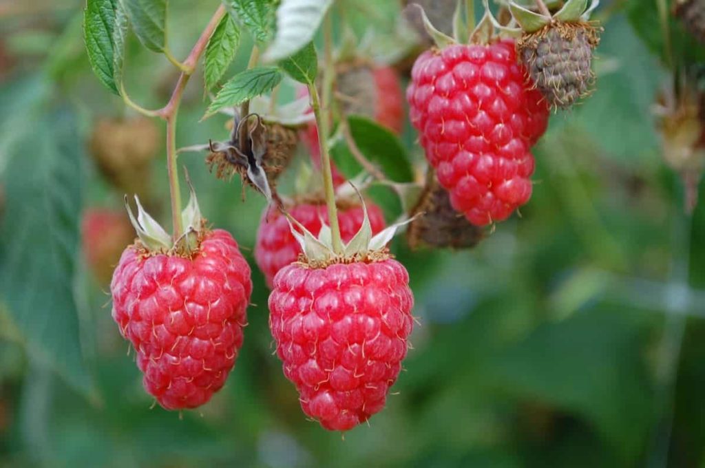 6 Best Fertilizer For Raspberries 