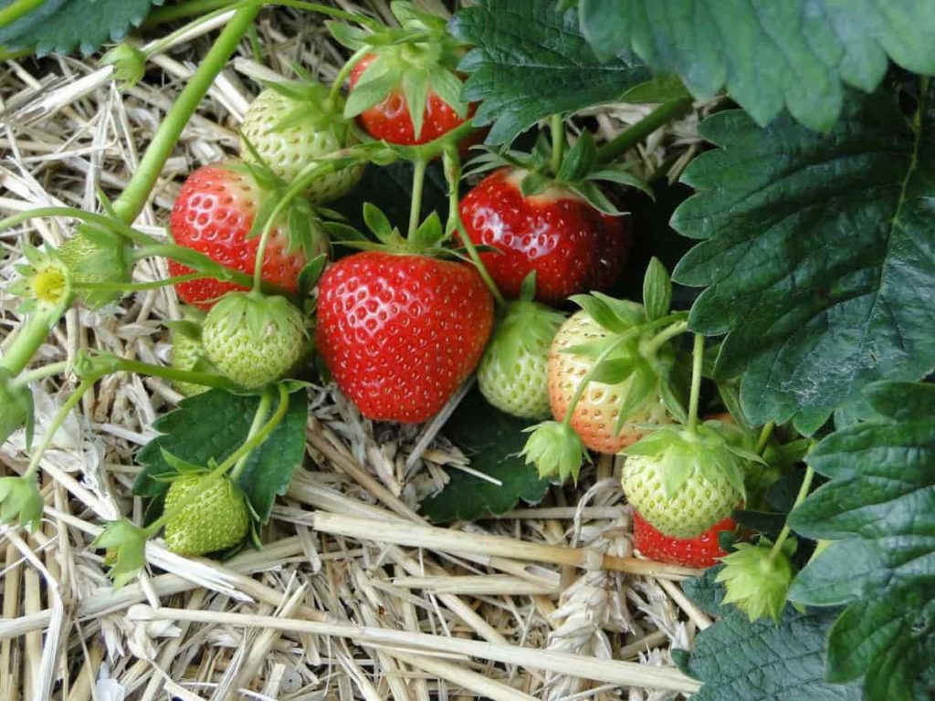 Best Fertilizers for Strawberries