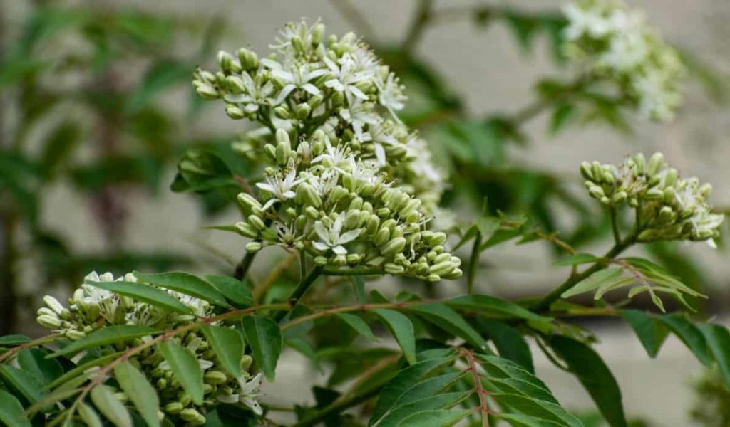 Curry Leaves Flower