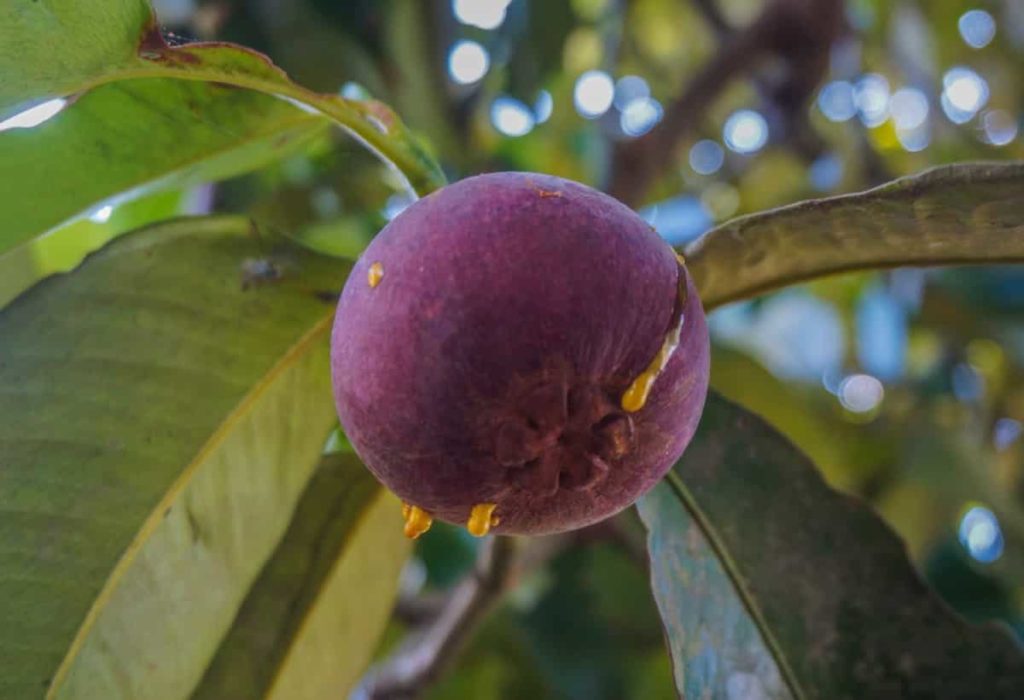 How To Grow Mangosteens From Seeds